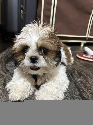 shitzu dog for sale